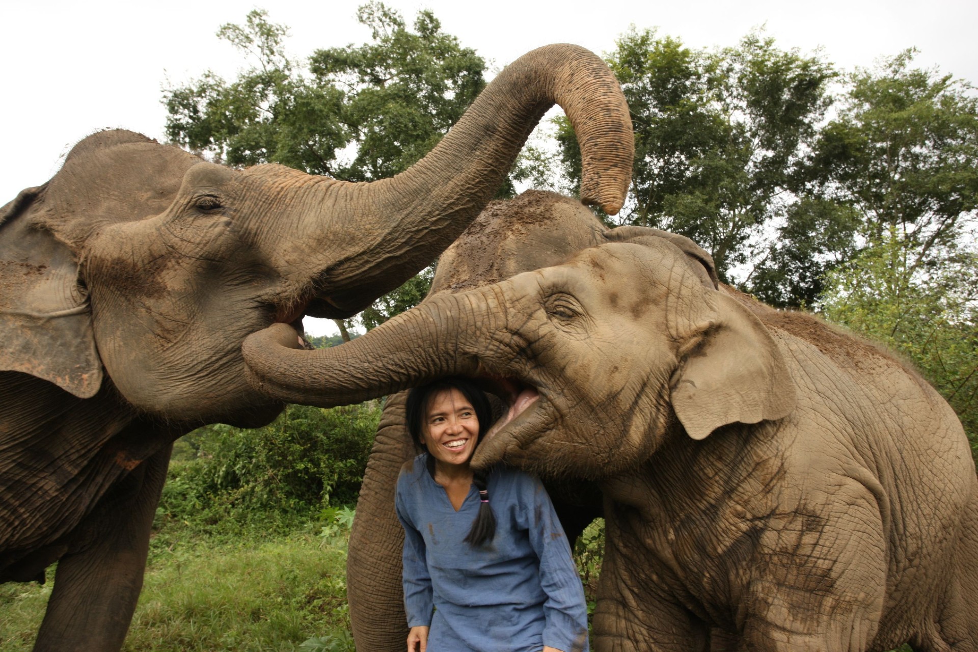 Lek Chailert with beautiful asian elephants she has helped to save from captivity.